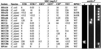 ant(6)-I Genes Encoding Aminoglycoside O-Nucleotidyltransferases Are Widely Spread Among Streptomycin Resistant Strains of Campylobacter jejuni and Campylobacter coli